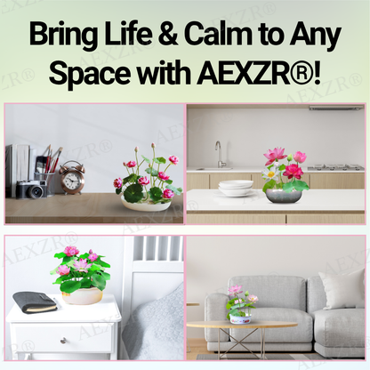 🌟 Official Store |Few Stocks Left🔥Hot Sale - 50% OFF🌿AEXZR® Sacred Bonsai Lotus Seeds
