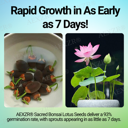 🌟 Official Store |Few Stocks Left🔥Hot Sale - 50% OFF🌿AEXZR® Sacred Bonsai Lotus Seeds
